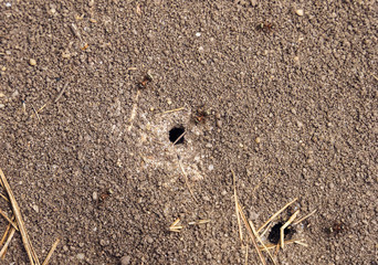 brown ants near the entrance to anthill