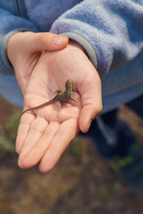 kid holding a small brown lizard