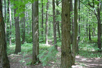 Naklejka premium path in the forest