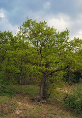 beautiful view of the oaks growing on hillside