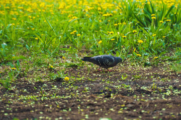 one stroll pigeon on a meadow flowers backgrounds