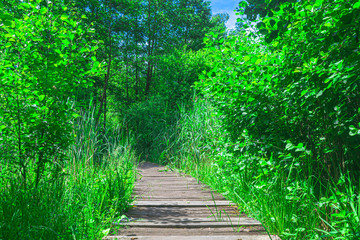 Obraz premium Wooden path in Dutch forest