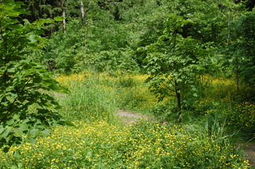 path in the forest