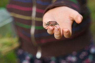 big cockchafer beetle on a kid hands