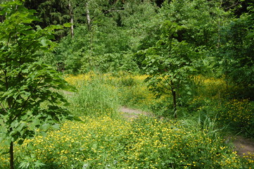 path in the forest