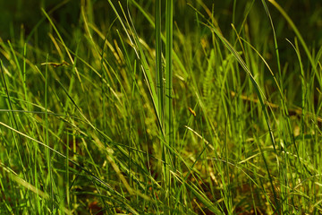 Obraz premium back light of beauty green grass