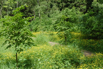 path in the forest