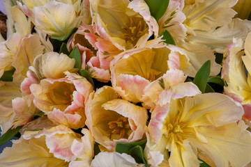  Spring flowers. Keukenhof Netherlands Tulips