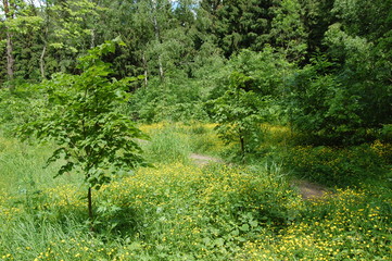 path in the forest