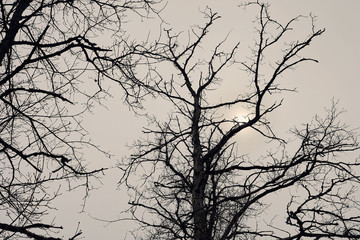 abstract dry bare tree branch background