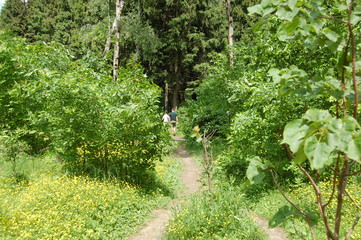 path in the forest