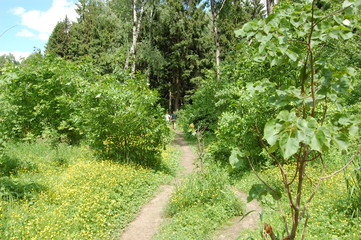 path in the forest