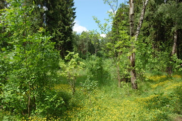 path in the forest