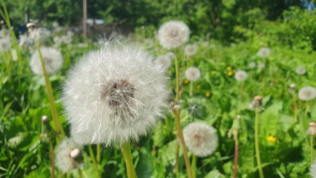 Dandelions in the summer in the close-up