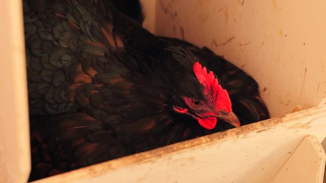 organic chicken hen breeding