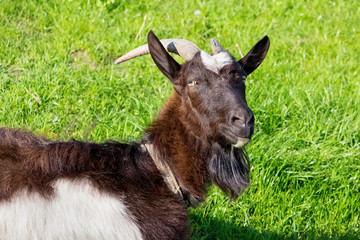 Fototapeta premium Black goat with horns on the pasture on the background of green grass_