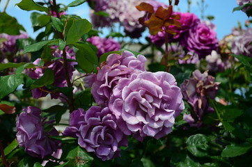 amazingly beautiful roses on the island of Nessebar Bulgaria