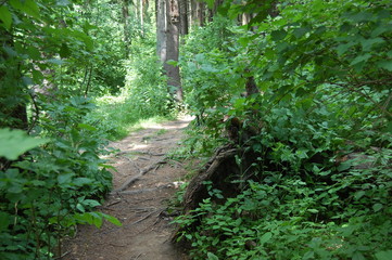 path in the forest