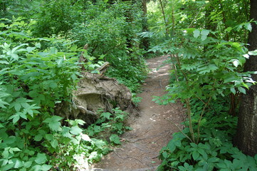 path in the forest