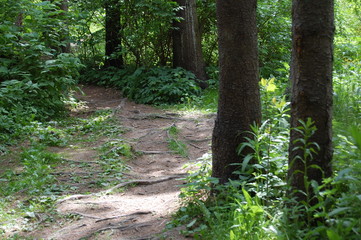 path in the forest