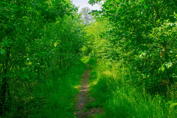 Obraz premium Small path in Dutch forest