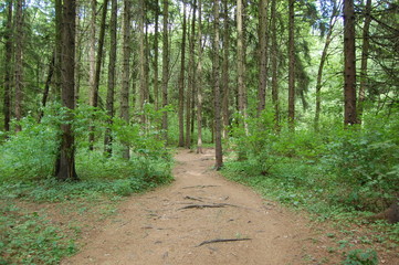 path in the forest