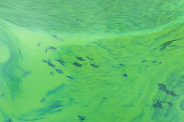 Abstract green mass background, soft focus. Swampy green water in a pond.