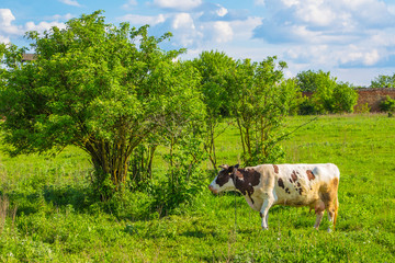 Cow grazes on a green meadow in the summer in sunny weather_
