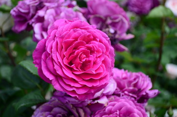 amazingly beautiful roses on the island of Nessebar Bulgaria