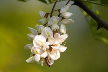 Acacia blossom on tree with leaves in the spring