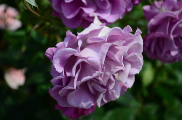 amazingly beautiful roses on the island of Nessebar Bulgaria