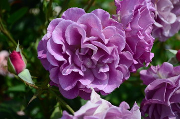 amazingly beautiful roses on the island of Nessebar Bulgaria