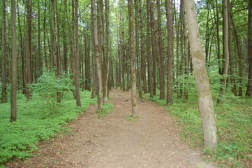 path in the forest