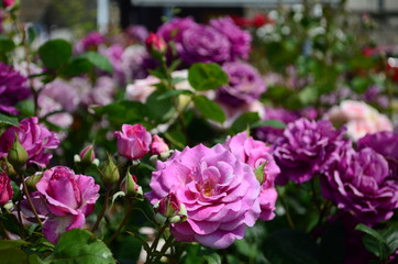 amazingly beautiful roses on the island of Nessebar Bulgaria