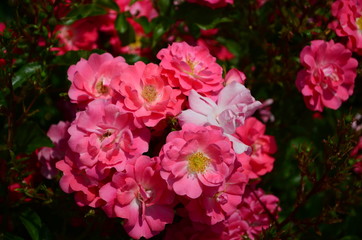 Fototapeta premium amazingly beautiful roses on the island of Nessebar Bulgaria