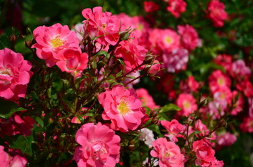 Fototapeta na wymiar amazingly beautiful roses on the island of Nessebar Bulgaria