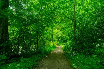 Fototapeta premium Small path in Dutch forest