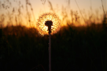 Fluffy dandelion at sunset in the field