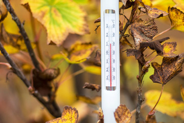 Naklejka na ściany i meble The thermometer on the background of the yellow autumn leaves shows 12 degrees of heat. Autumn temperature_