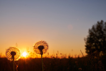 Two fluffy dandelion at sunset in the field