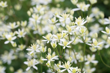 Clematis recta, erect clematis or ground virginsbower white flowers