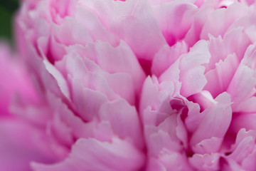 pink peony flower with dew drops macro