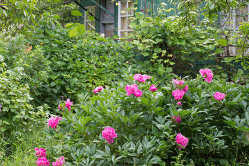 pink peonies in cottage garden