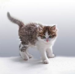 Obraz premium cute cat kitten pets domestic animal