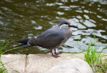 Naklejka premium Inca tern Larosterna inca , gray bird, with white, long mustache, sitting on a stone near a reservoir