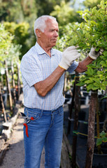 Fototapeta premium Gardener checking trees branches