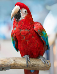 Parrot bird macaw pets