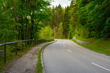 curvy street in the green forest with no people, cars
