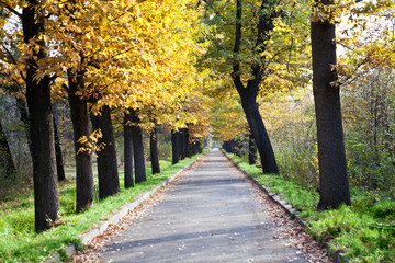 Fototapeta premium landscape autumn road park