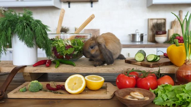 Cute Bunny Helping To Cook Fresh Vegetable Salad In Kitchen